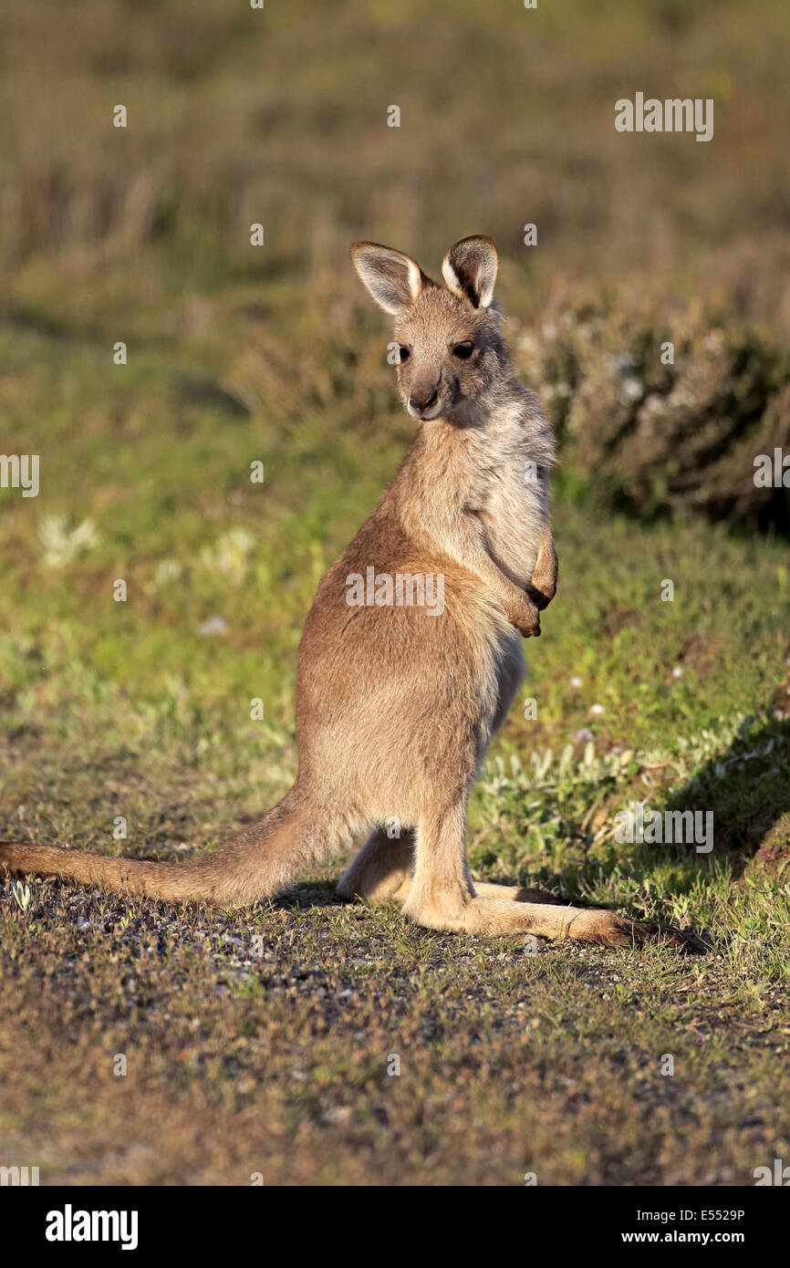 Östliche graue Känguru (Macropus Giganteus) jung, stehend, Wilsons Promontory Nationalpark, Victoria, Australien, November Stockfoto