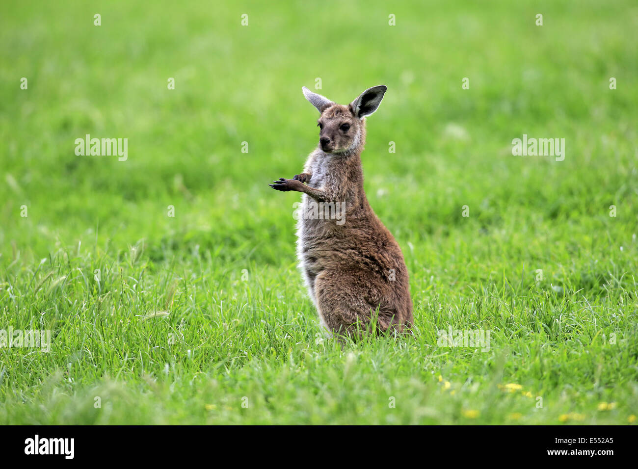 Westliche graue Känguru (Macropus Fuliginosus Fuliginosus) Kangaroo Island Unterart, jung, stehen auf dem Rasen, South Australia, Stockfoto