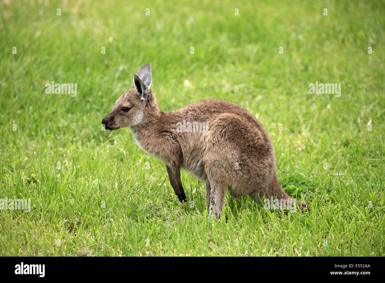 Westliche graue Känguru (Macropus Fuliginosus Melanops) jung, stehend auf Rasen, South Australia, Australien, Oktober Stockfoto