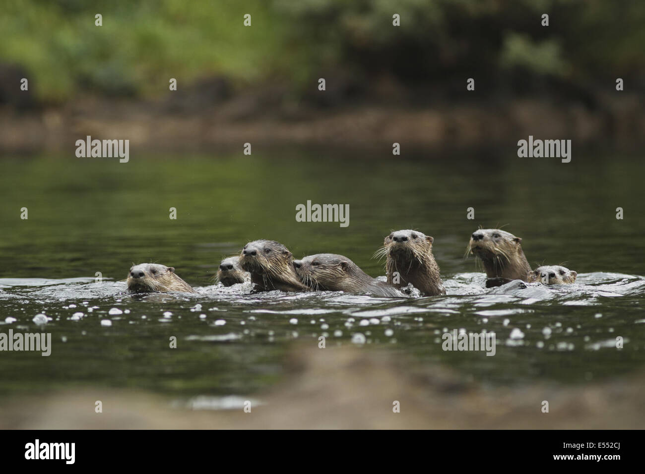 Nordamerikanische Fischotter (Lontra Canadensis) Erwachsene und junge, Schwimmen, im gemäßigten Küsten-Regenwald, Küste-Berge, Great Bear Rainforest, Britisch-Kolumbien, Kanada, August Stockfoto