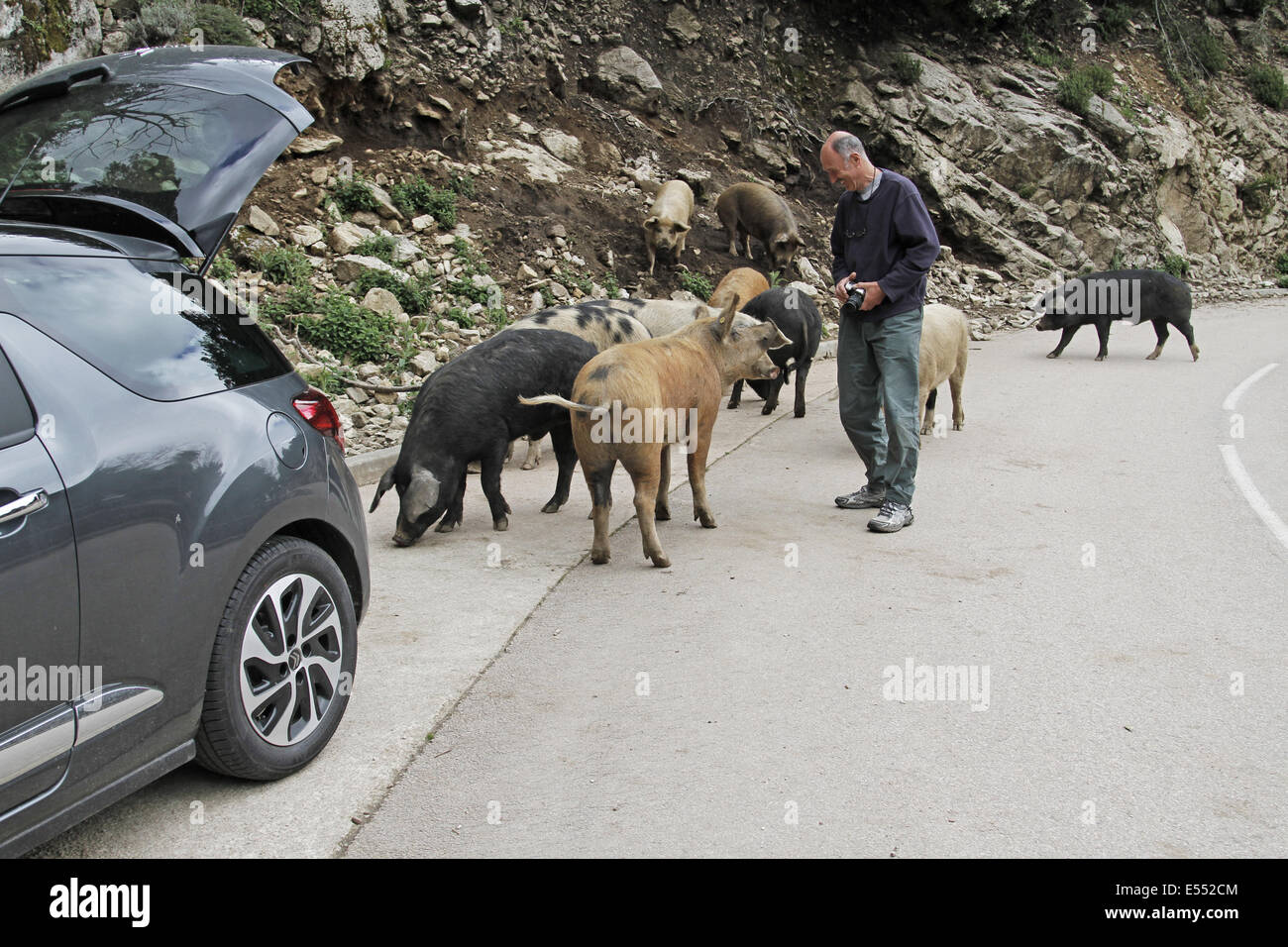 Wildes Schwein, Erwachsene, Herde stehend auf Bergstrasse mit touristischen und Auto, Korsika, Frankreich, April Stockfoto