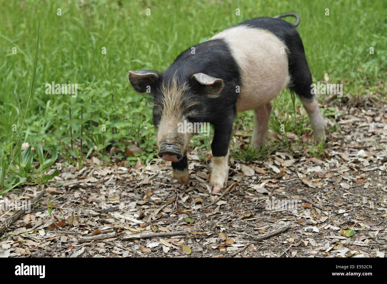 Wildes Schwein, Ferkel, Futtersuche am Berg am Straßenrand Rande, Korsika, Frankreich, April Stockfoto