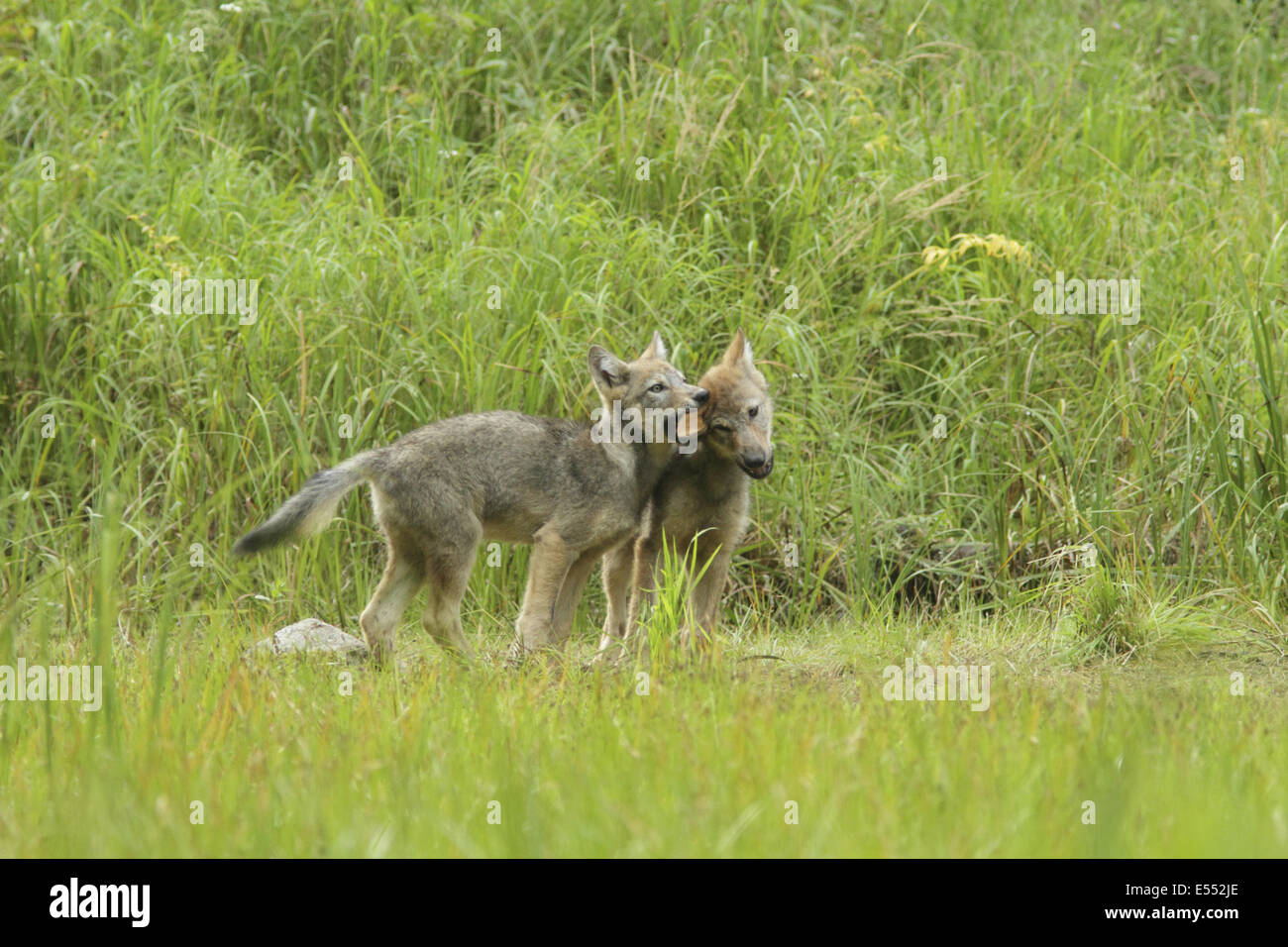 Graue Wolf (Canis Lupus) zwei Welpen, Playfighting im Moorland in gemäßigten Küsten-Regenwald, Küste-Berge, Great Bear Rainforest, Britisch-Kolumbien, Kanada, August Stockfoto