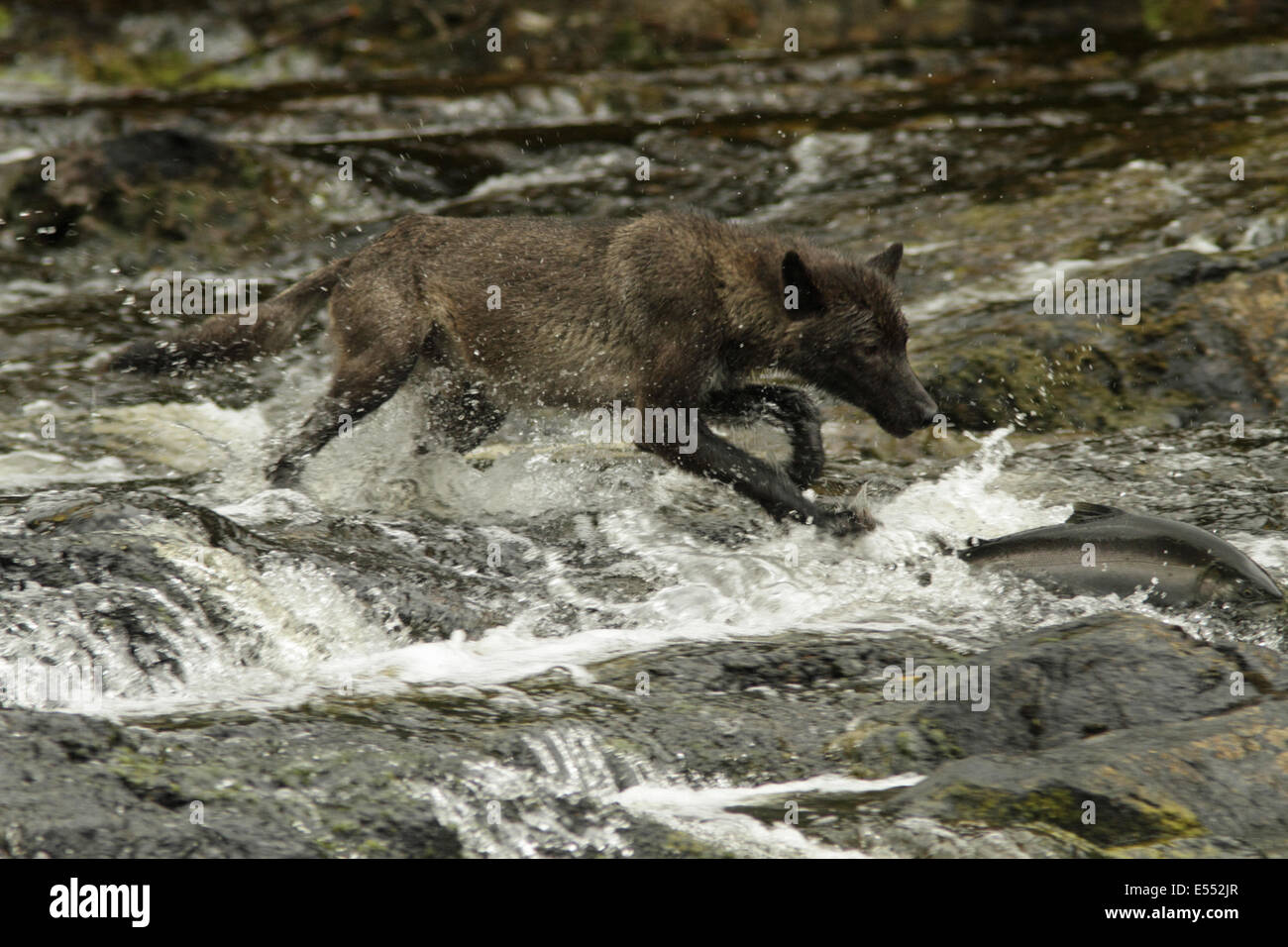 Graue Wolf (Canis Lupus) dark Morph, Erwachsene, jagen Silberlachs (Oncorhynchus Kisutch) in Fluss, in gemäßigten Küsten-Regenwald, Küste-Berge, Great Bear Rainforest, British Columbia, Kanada, August Stockfoto
