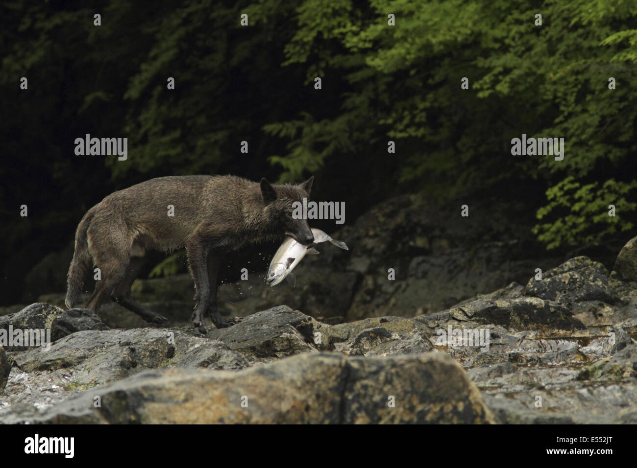 Graue Wolf (Canis Lupus) dark Morph, Erwachsene, Fütterung auf Silberlachs (Oncorhynchus Kisutch) in Fluss, in gemäßigten Küsten-Regenwald, Küste-Berge, Great Bear Rainforest, Britisch-Kolumbien, Kanada, August Stockfoto