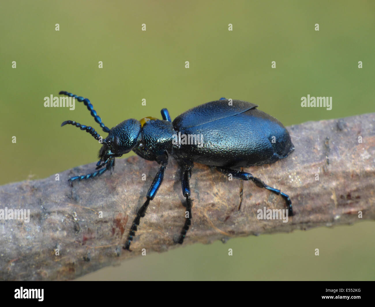 Schwarzes Öl Käfer (Meloe proscarabaeus) Männchen, ruht auf Zweig ...