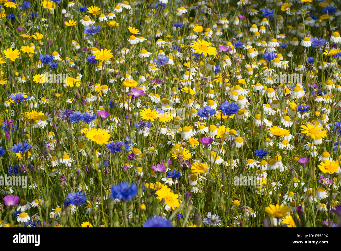 Mais-Ringelblume (Chrysanthemum Segetum), Corncockle (Agrostemma umbellatum), Mais-Kamille (Anthemis Arvensis), Kornblume (Centaurea Cyanus) und geruchlos Mayweed (Tripleurospermum Inodorum) Blüte Masse, Kornfeld jährliche Blume Mischung wächst in Feld C Stockfoto