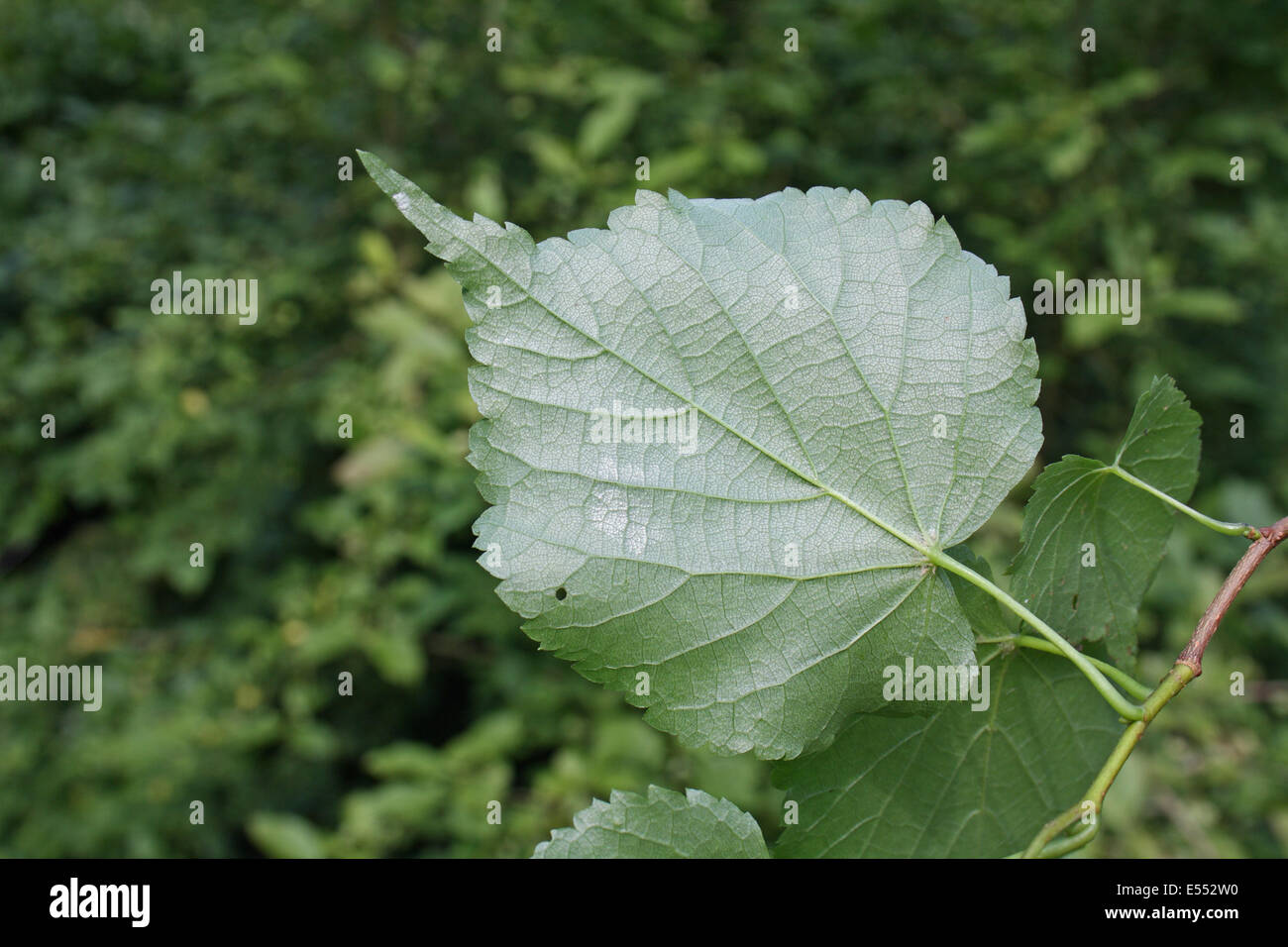 Kleinblättrige Linde (Tilia Cordata) Nahaufnahme der Unterseite, wächst in Wäldern, Pfarrhaus Plantage, Mendlesham, Suffolk, England, Juli Stockfoto