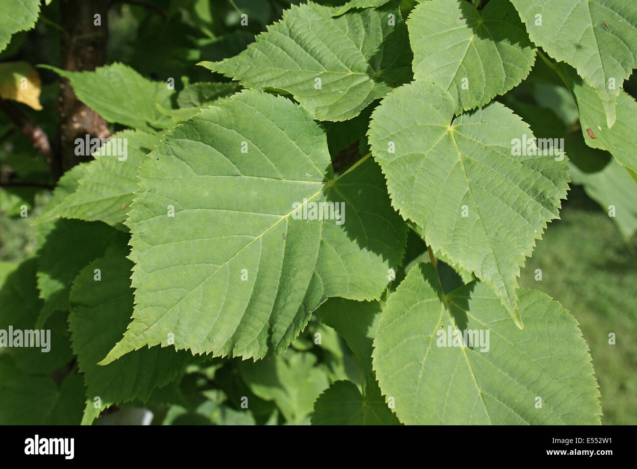 Kleinblättrige Linde (Tilia Cordata) Nahaufnahme der Blätter, wächst in Wäldern, Pfarrhaus Plantage, Mendlesham, Suffolk, England, Juli Stockfoto