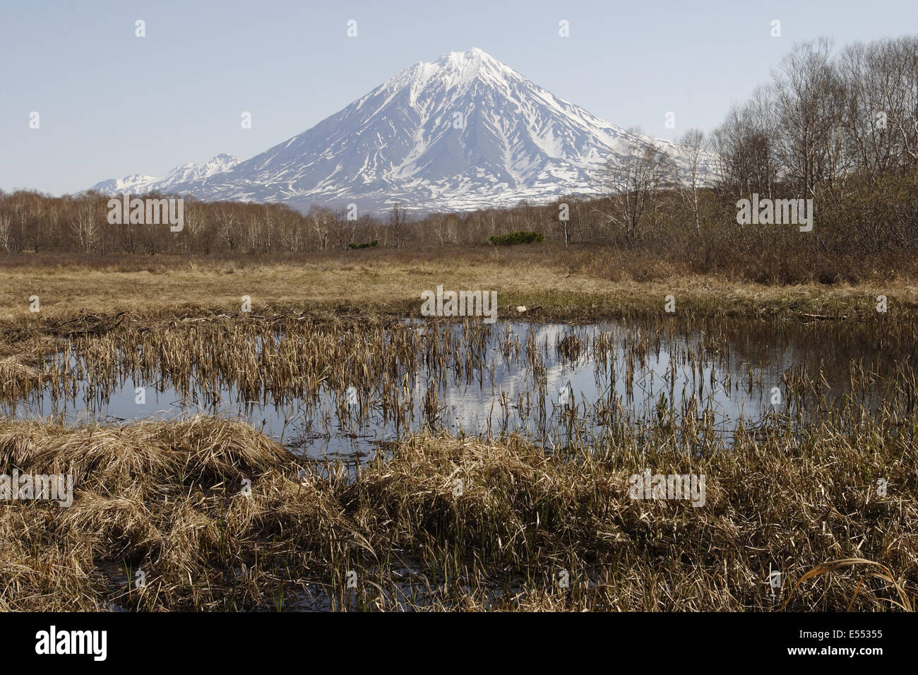 Blick auf Moor und Erman Birke (Betula Ermanii) Lebensraum Wald, mit schlafenden Vulkanen im Hintergrund, Petropavlovsk, Kamtschatka, Kamchatka Krai, Rußland, Juni Stockfoto