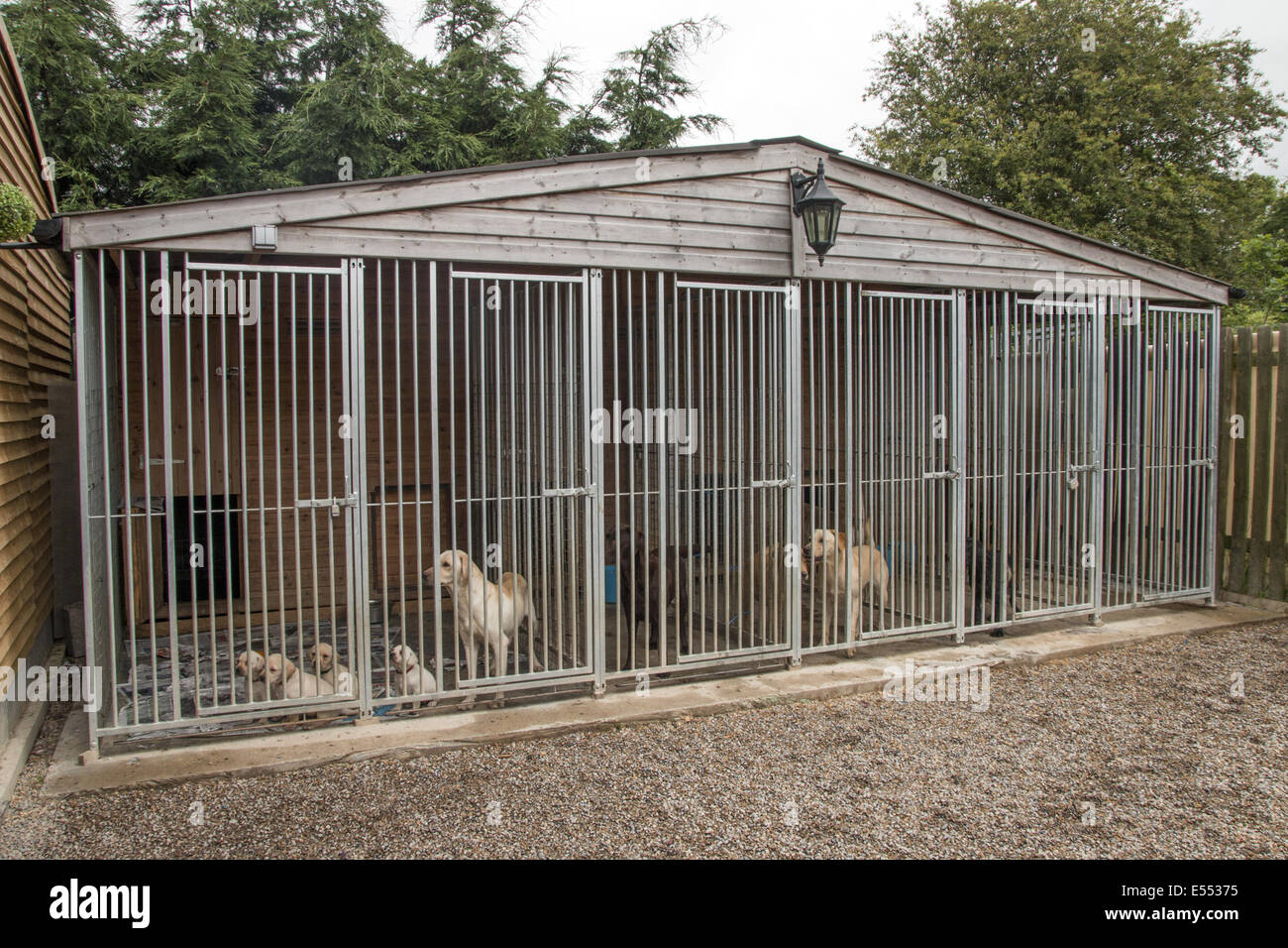 Outdoor-Hundehütten für Arbeit Familienbegleithund - gelbe Labrador Hündin  mit 5 Wochen alten Welpen Stockfotografie - Alamy