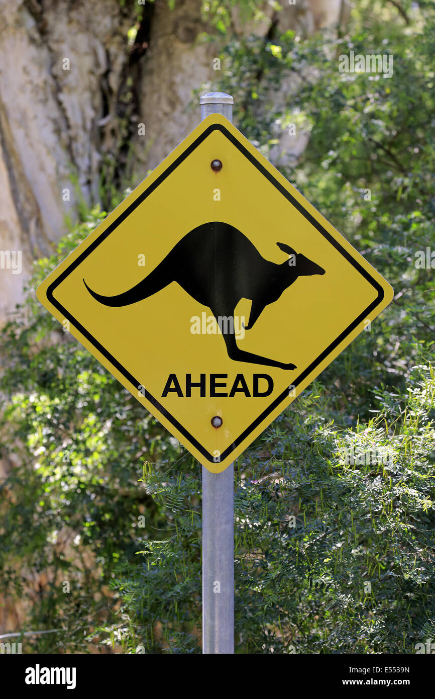 Känguru, die Straße überqueren zu signieren, Wilsons Promontory Nationalpark, Victoria, Australien, November Stockfoto