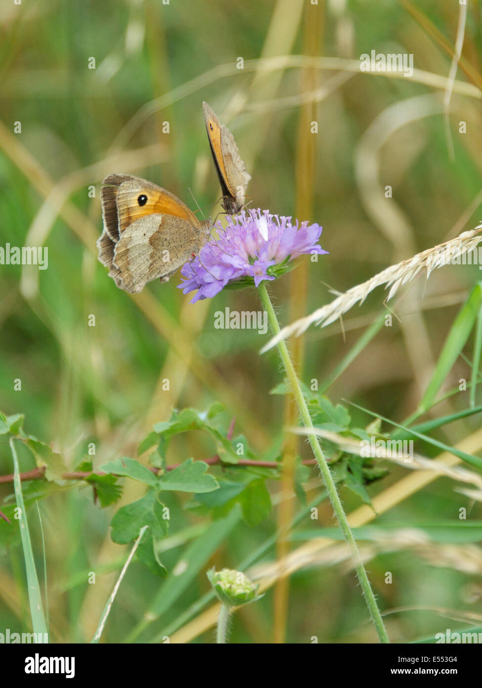 North Downs in Reigate, Surrey. 21. Juli 2014. Die UK Big Butterfly Count. Schmetterlinge auf den North Downs, Montag, 21. Juli 2014. Wiese braun Schmetterling "Maniola Jurtina" ruhen auf ein Feld Witwenblume Blüte auf einer Wiese am Fuße der North Downs in Reigate, Surrey Credit: Foto von Lindsay Constable / Alamy Live News Stockfoto