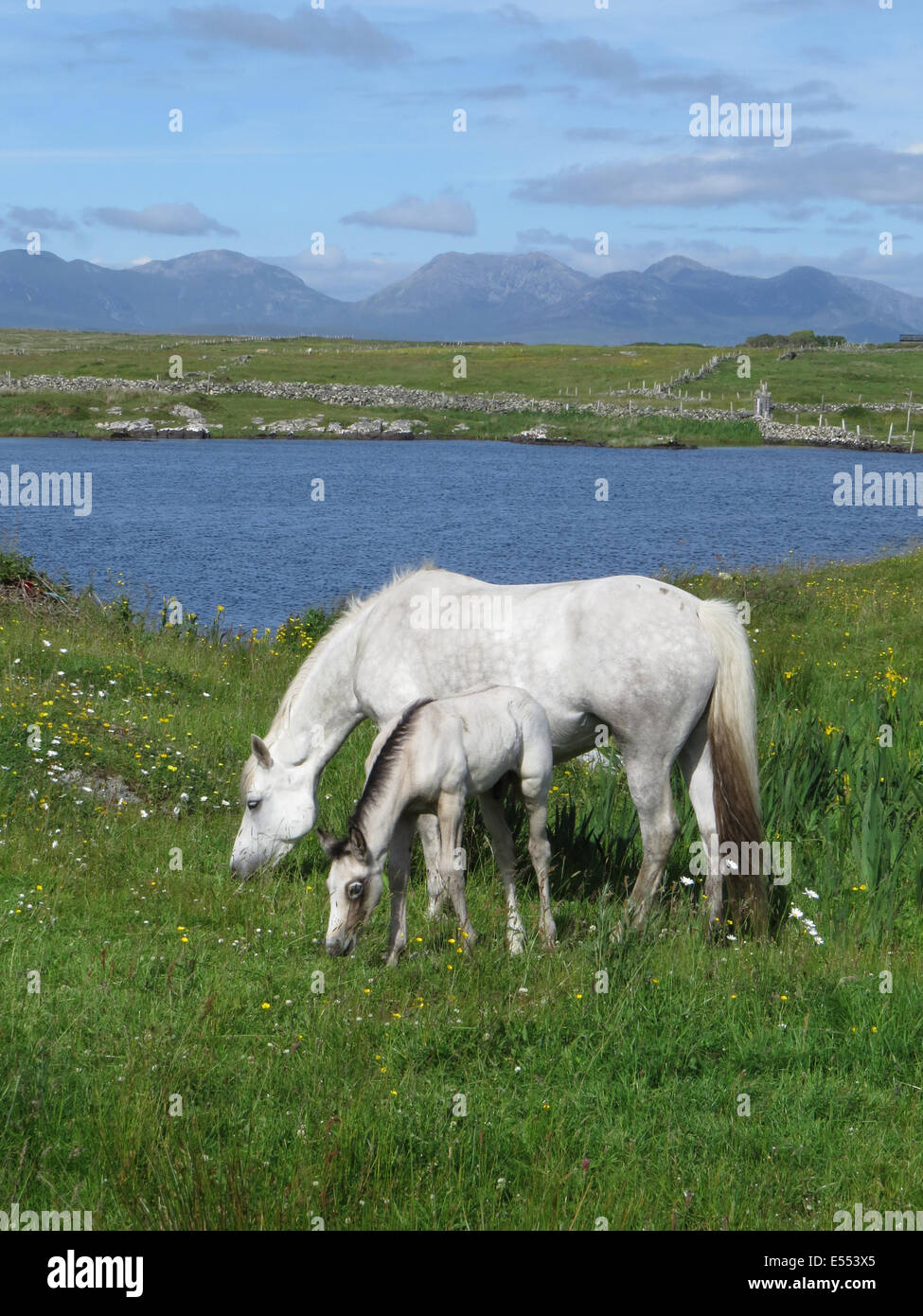 Pferd und Fohlen im Süden Irlands. Foto Tony Gale Stockfoto