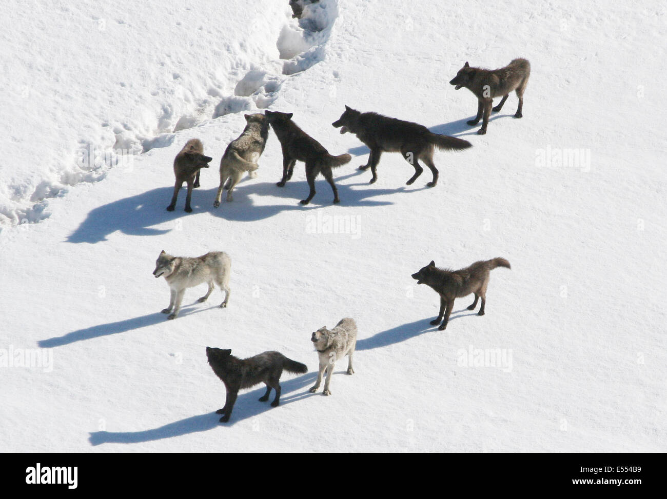 Ein grauer Wolfsrudel bekannt als Gibbon Pack spielt im Schnee im Yellowstone-Nationalpark 24. März 2007 in Yellowstone in Wyoming. Stockfoto