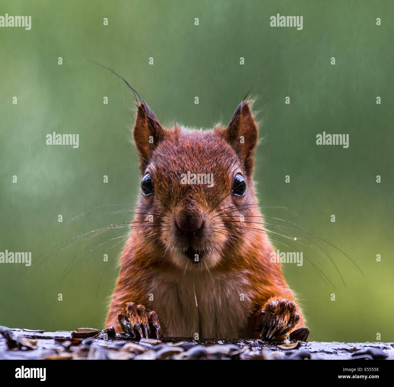 Porträt von einem Eichhörnchen Sciurus Vulgaris, Stockfoto