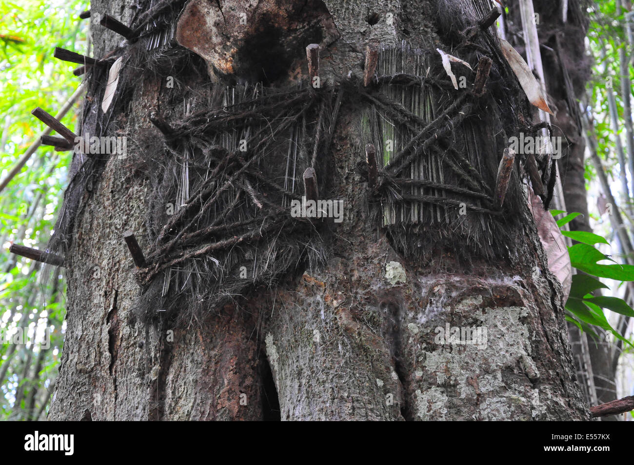 Baum Gräber für Babys, Sangalla, Tana Toraja, Sulawesi, Indonesien Stockfoto