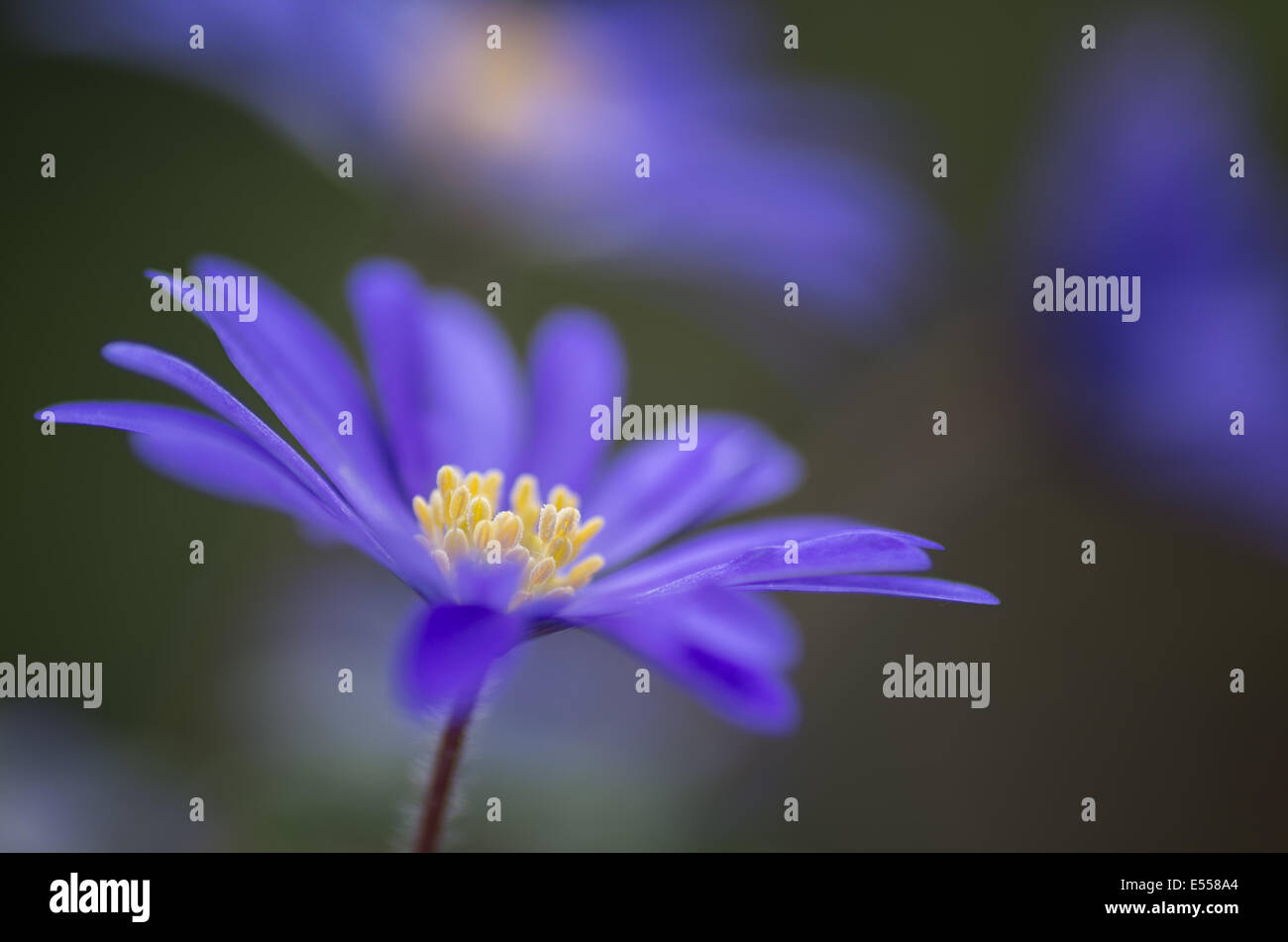 Anemone Blumen blau Stockfoto