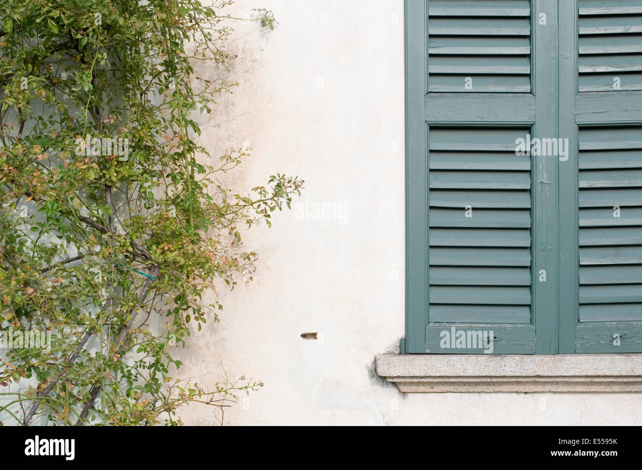 Stiegen die Pflanze wächst an Wand neben Fenster mit Fensterläden, Italien Stockfoto