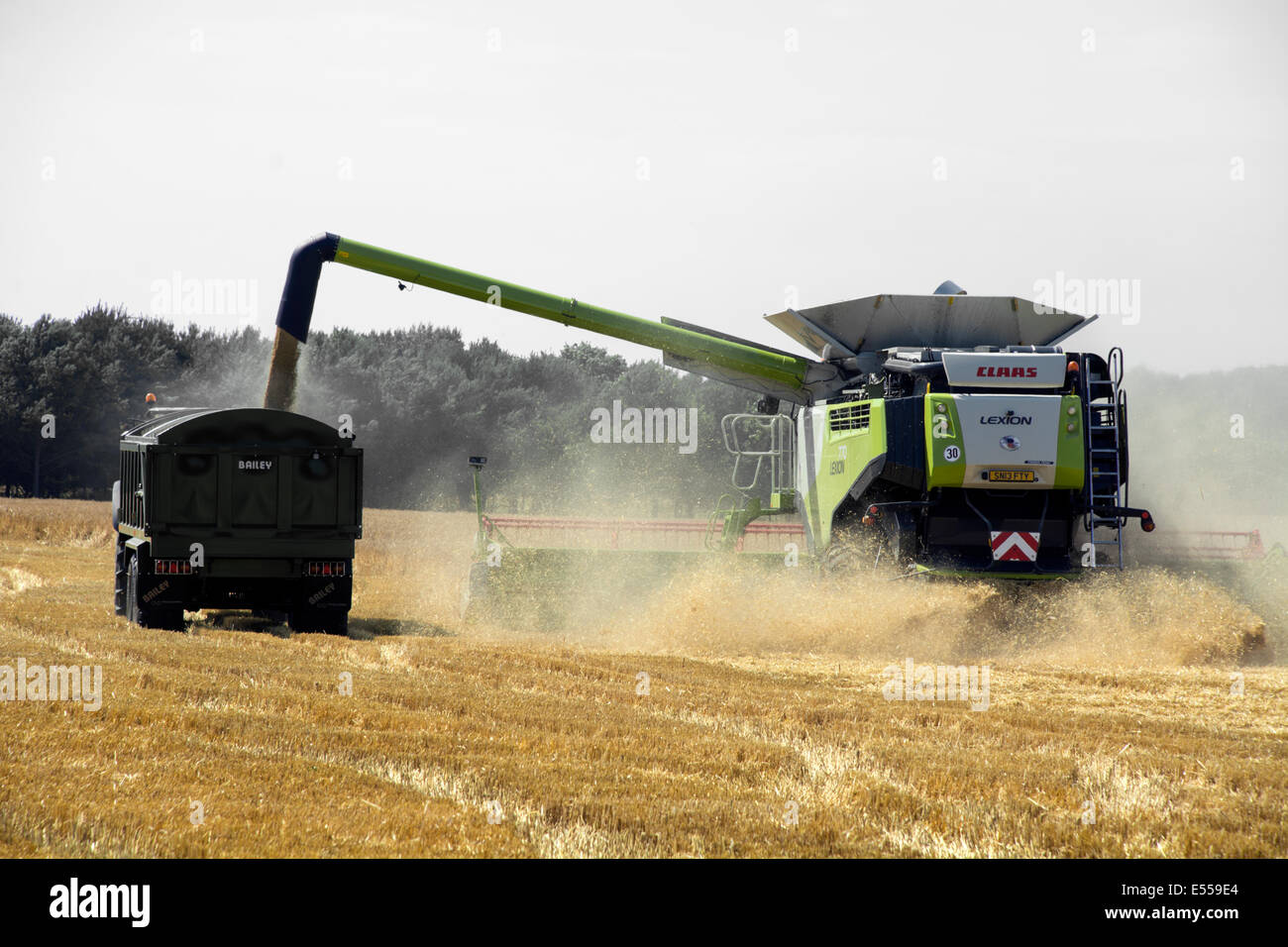 Ein Mähdrescher, Verarbeitung von Weizen und Korn auf einen wartenden Traktoranhänger übertragen. Stockfoto