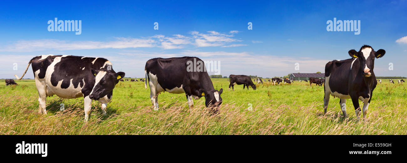 Kühe in einem Feld Stockfoto