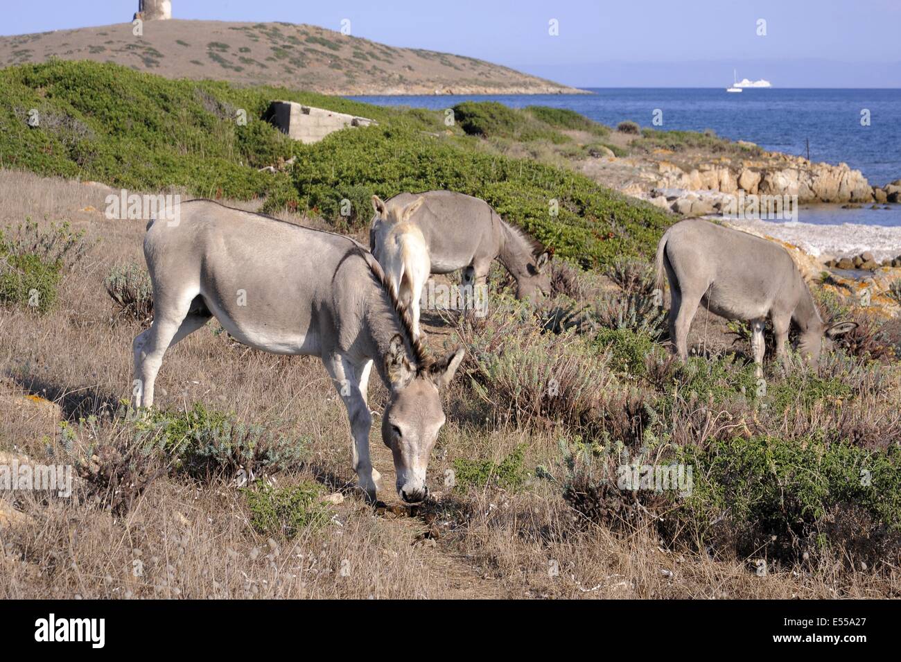 Italien, Sardinien, Nationalpark Asinara, die endemisch auf der Insel Esel Stockfoto