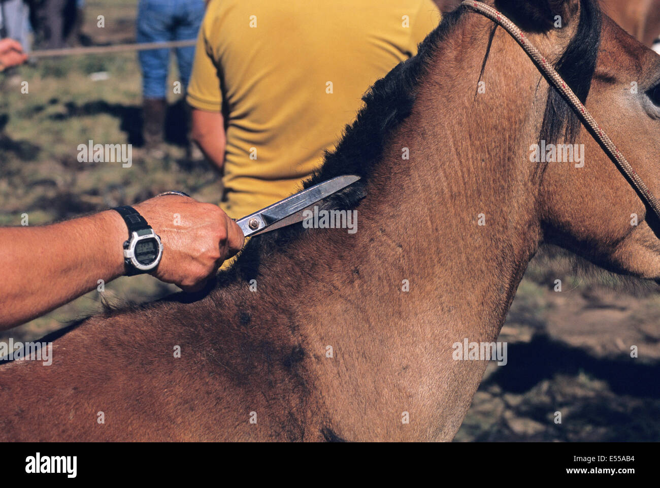 ein Mann mit einer Schere schneidet die Mähne von ein Colt während der Rapa Das Bestas in Sabucedo, eine Stadt im Nordwesten von Spanien. Stockfoto
