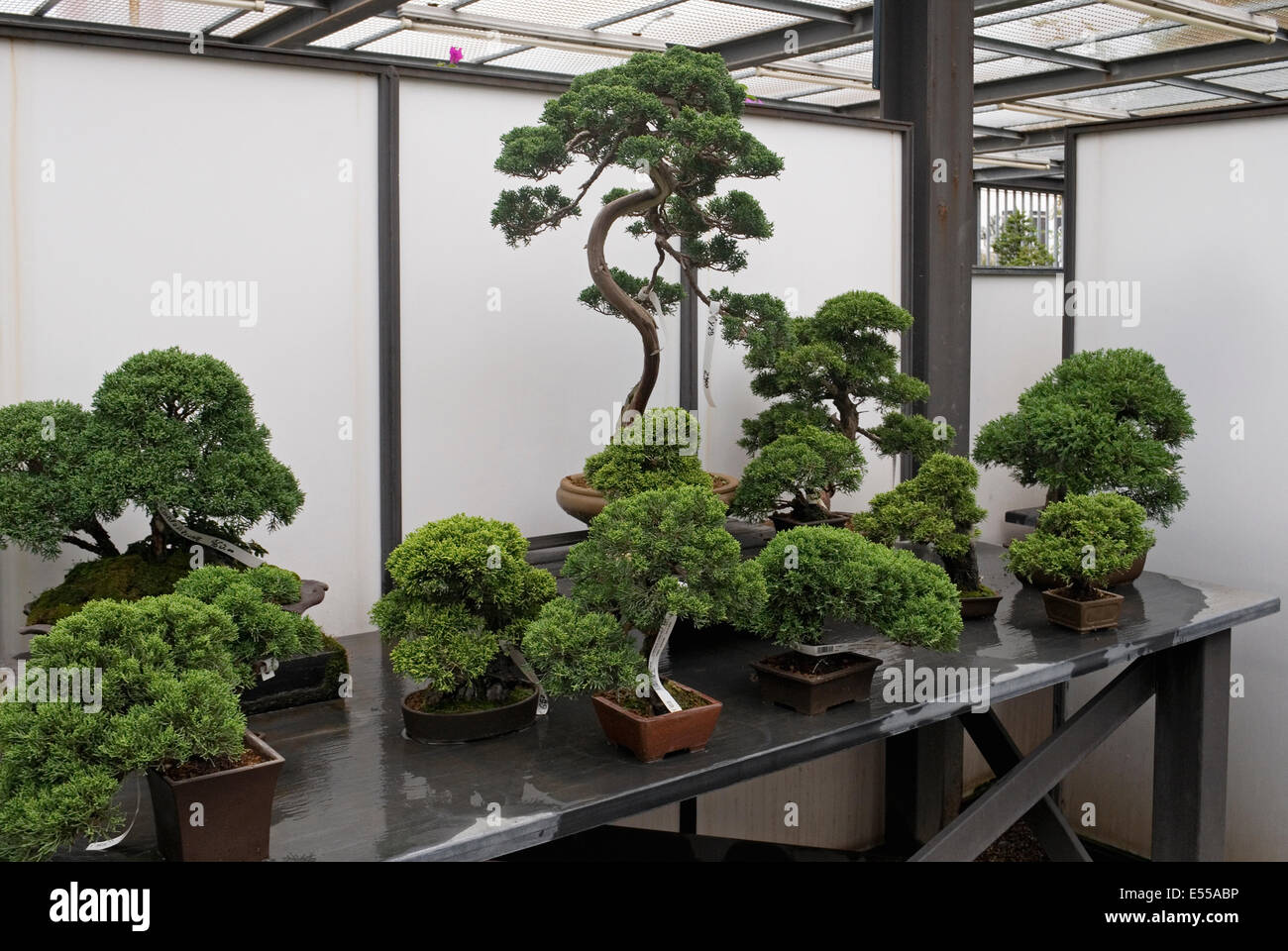 Bonsai-Bäume im shop Stockfoto