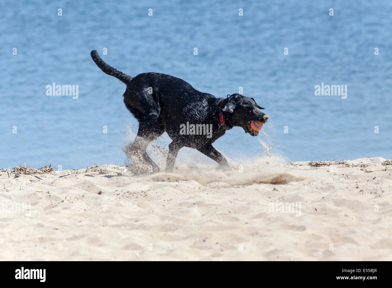 Ein Hund am Strand spielen mit einem Ball im Maul. Stockfoto