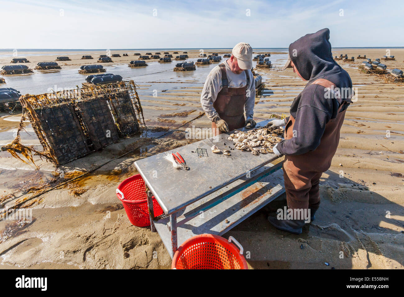 Austernfischer arbeiten und wachsen Austern auf ihre Austernfarm sammeln die Muscheln aus den Körben. Stockfoto