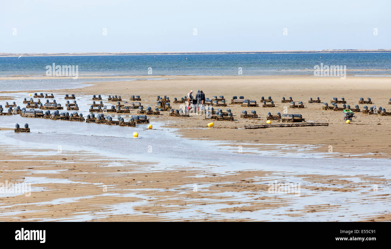 Austernfischer arbeiten und wachsen Austern auf ihre Austernfarm sammeln die Muscheln aus den Körben. Stockfoto