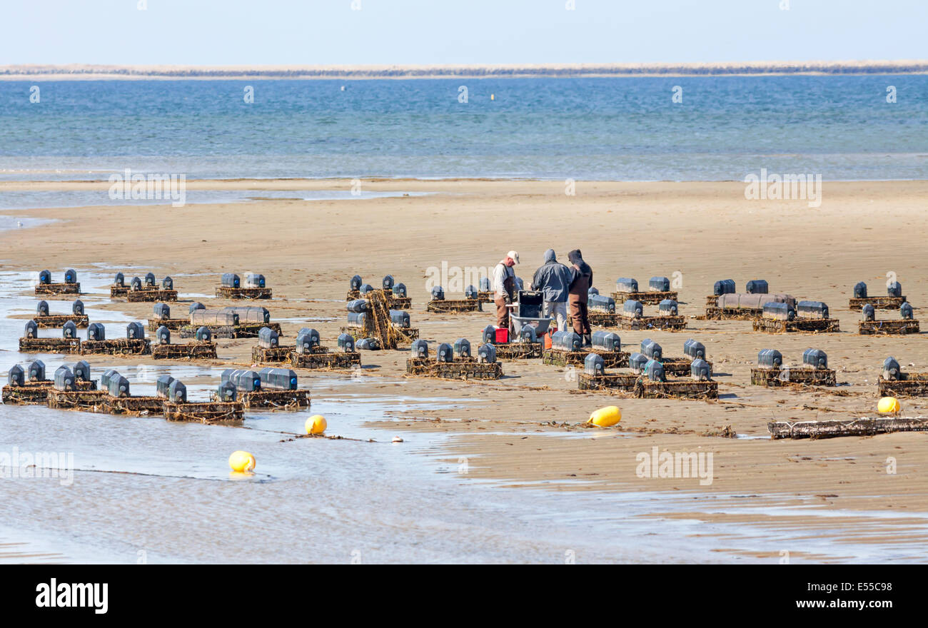 Austernfischer arbeiten und wachsen Austern auf ihre Austernfarm sammeln die Muscheln aus den Körben. Stockfoto
