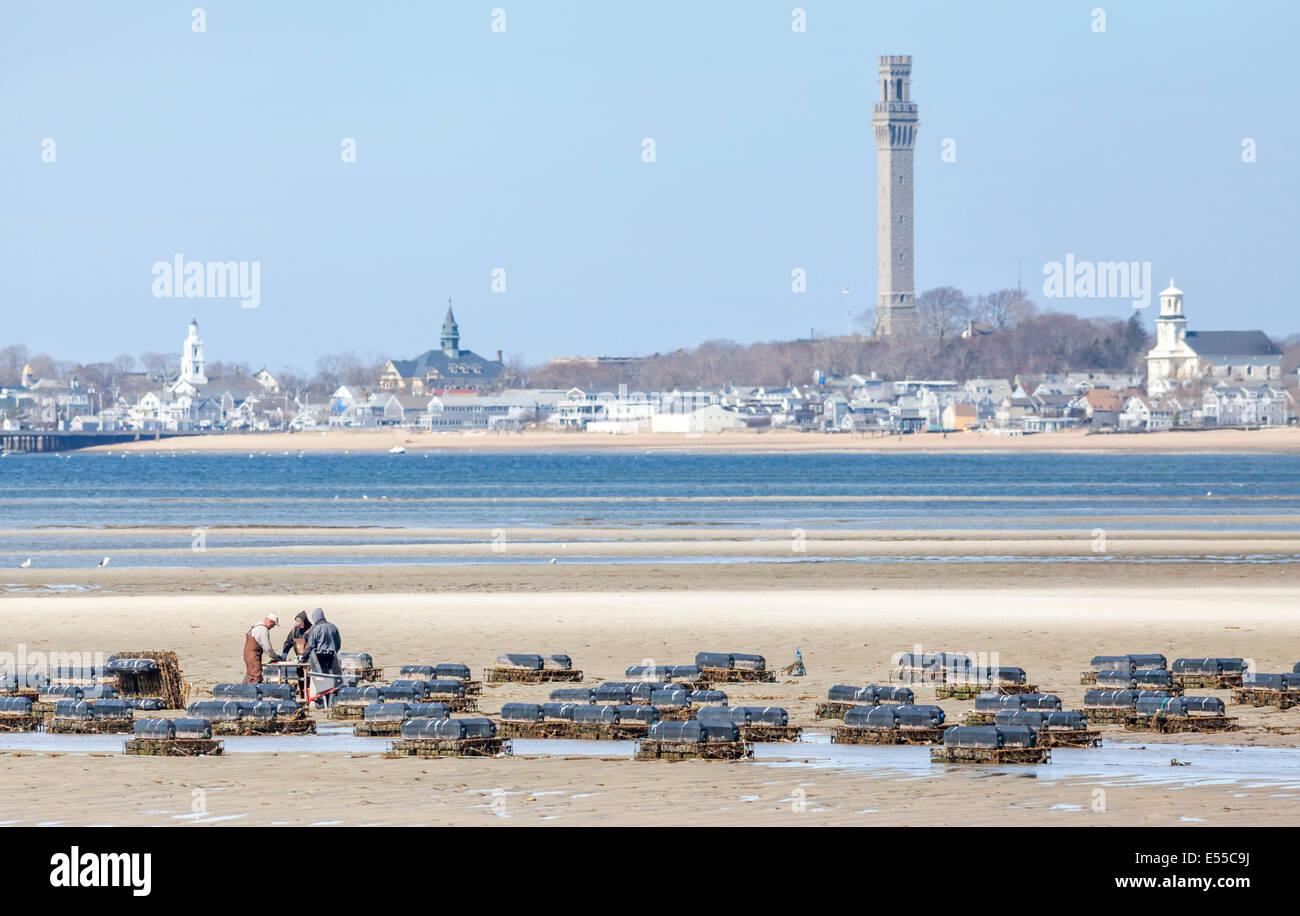 Austernfischer arbeiten und wachsen Austern auf ihre Austernfarm sammeln die Muscheln aus den Körben. Stockfoto