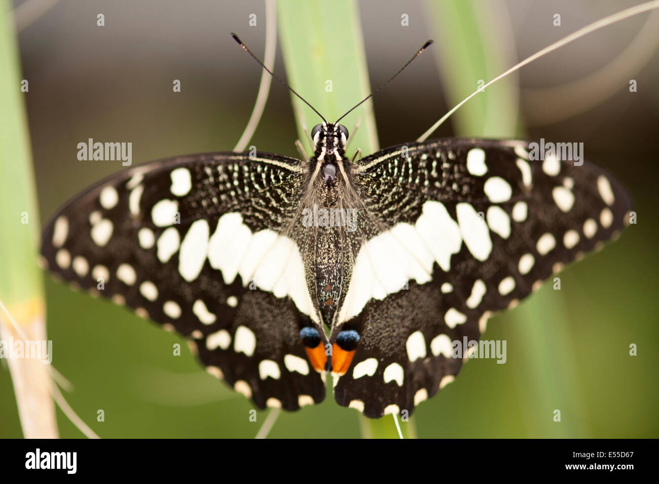 North West London Golders Hill Park Schmetterling Haus Insekt Insekten Exotische Schmetterlinge Braun Weiss Rot Blau Auge Augen Markierungen Stockfotografie Alamy