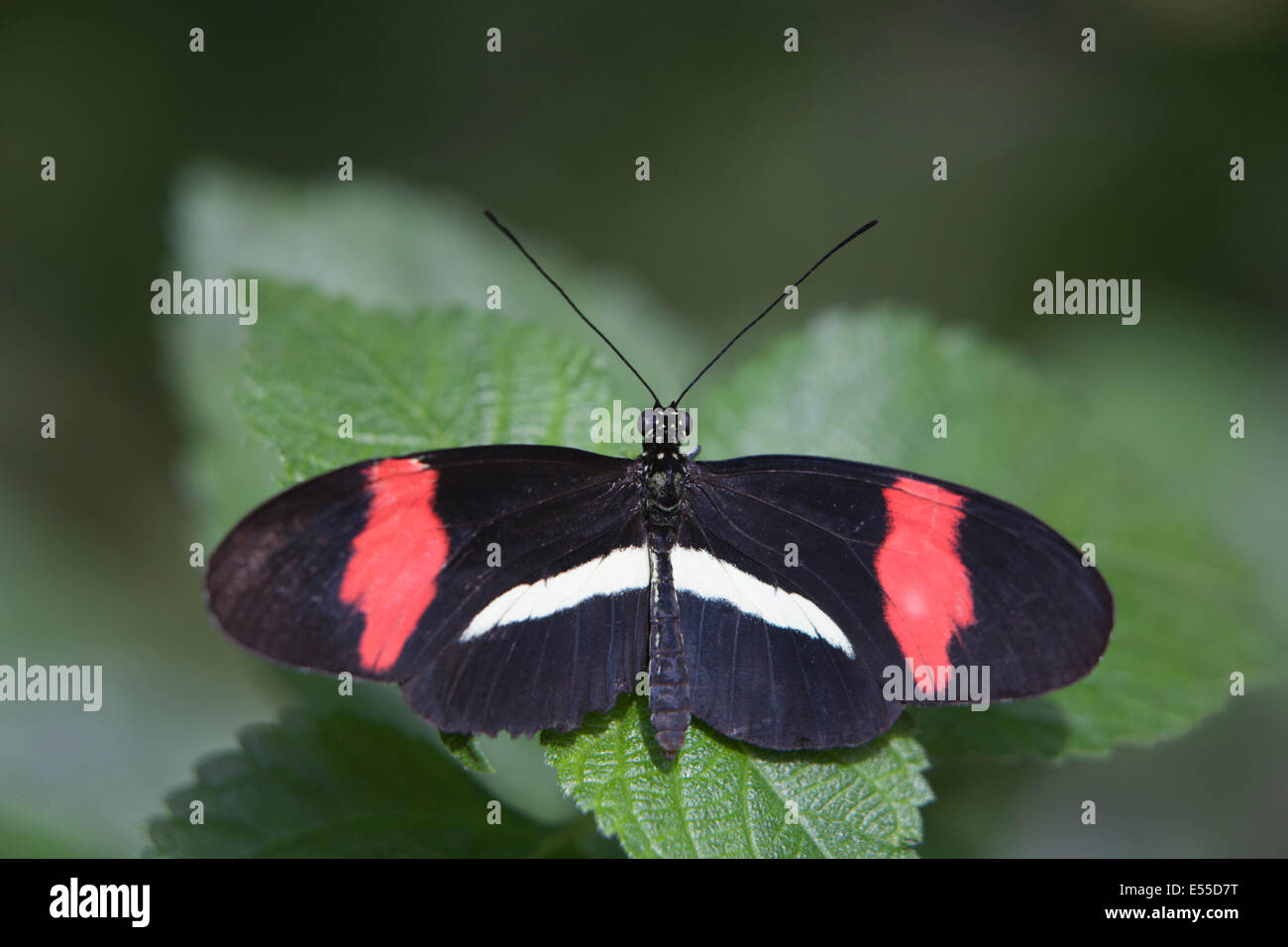 Südamerikanische [Postman Schmetterling] sitzen auf ein Blatt zu Butterfly World, Vancouver Island, British Columbia. Stockfoto