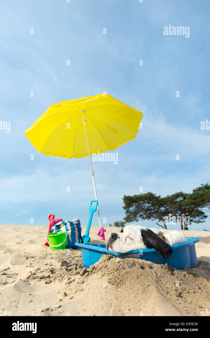 Lustiger Hund ist eine Kühlung unten mit Wasser und Sonnenschirm am Strand im Sommer Stockfoto