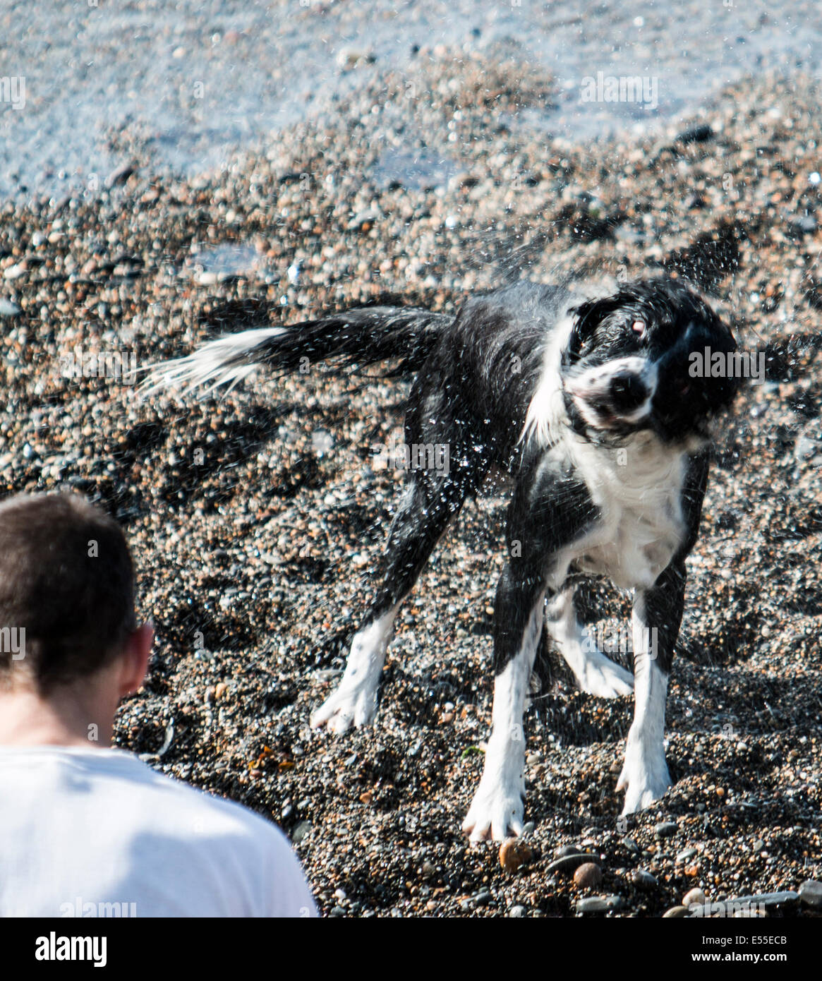 Aberystwyth, Wales, UK. 21. Juli 2014. Wetter: Ein Hund schüttelt das salzige Wasser aus seinen Mantel nach dem Abkühlen auf ein weiterer heißer Tag am Strand in Aberystwyth, da Temperaturen über 30 Grad Credit nähern: Jon Freeman/Alamy Live News Stockfoto