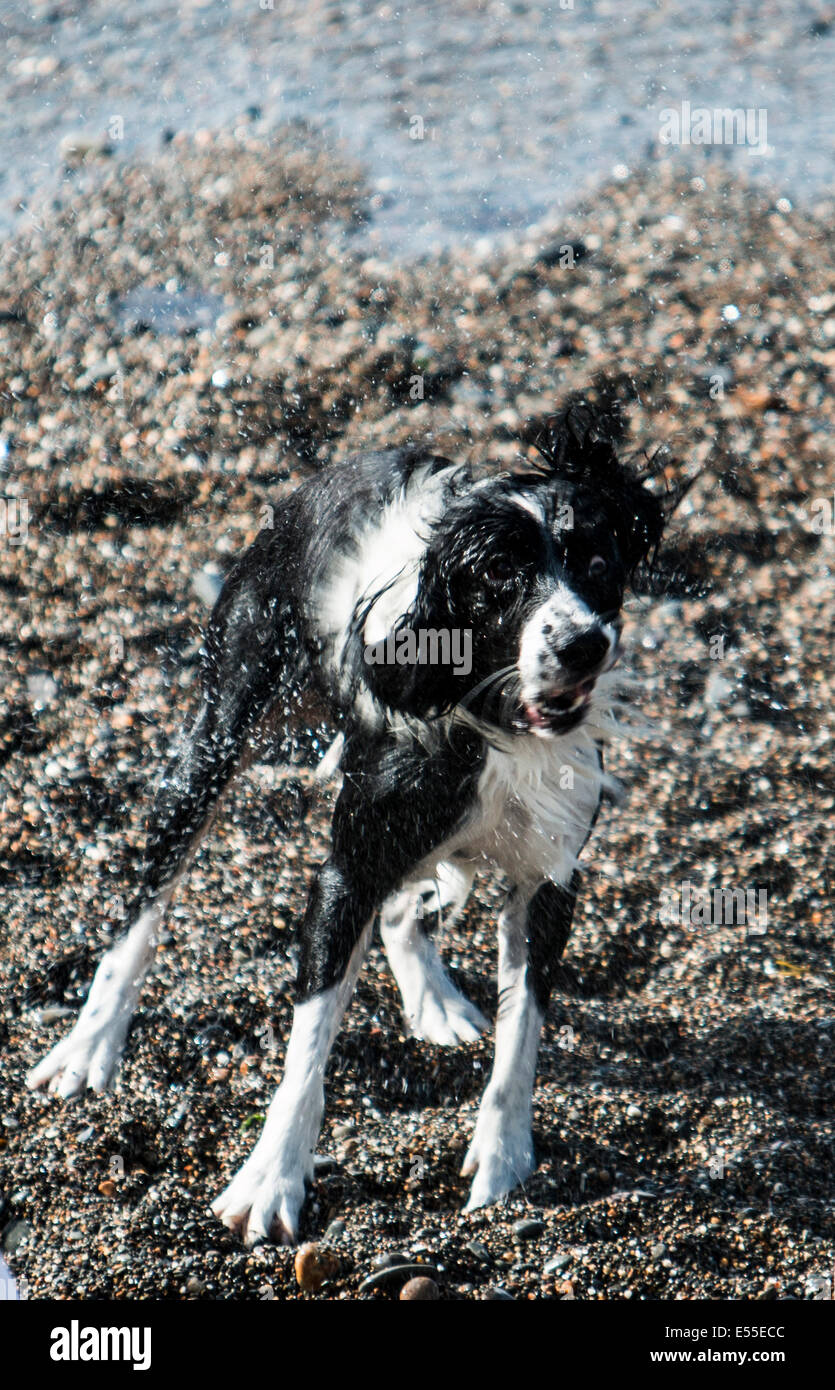 Aberystwyth, Wales, UK. 21. Juli 2014. Wetter: Ein Hund schüttelt das salzige Wasser aus seinen Mantel nach dem Abkühlen auf ein weiterer heißer Tag am Strand in Aberystwyth, da Temperaturen über 30 Grad Credit nähern: Jon Freeman/Alamy Live News Stockfoto