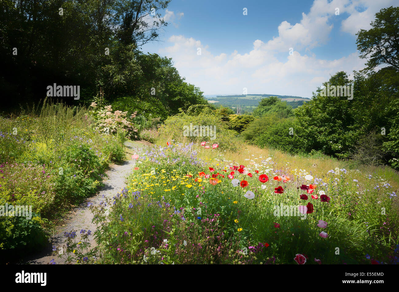 Wilde Wiese mit Blumen in Buckland Monochorum Devon UK Stockfoto