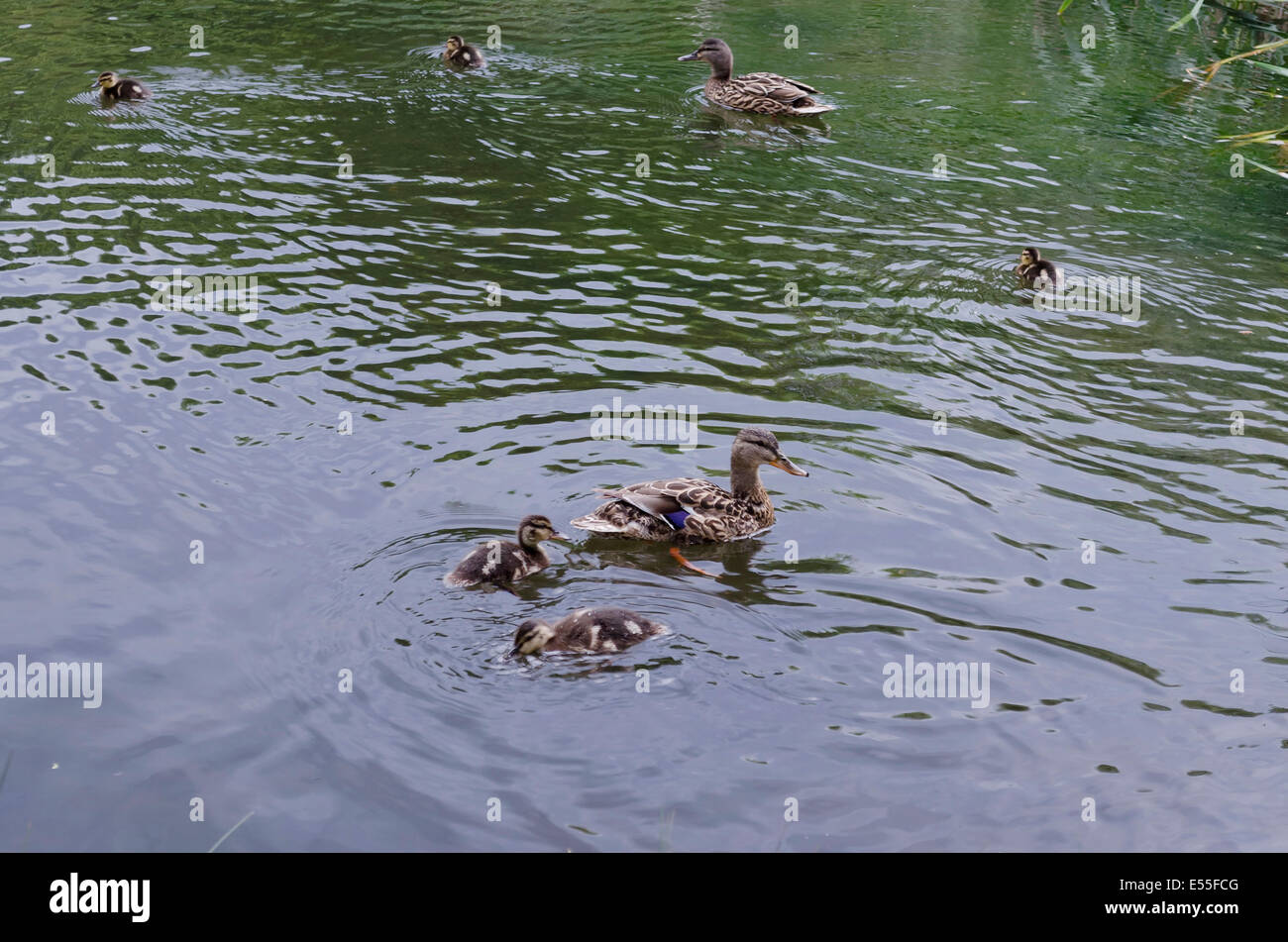 Schönheit zwei Mallard Enten und ihre Küken auf Teich schwimmen Stockfoto