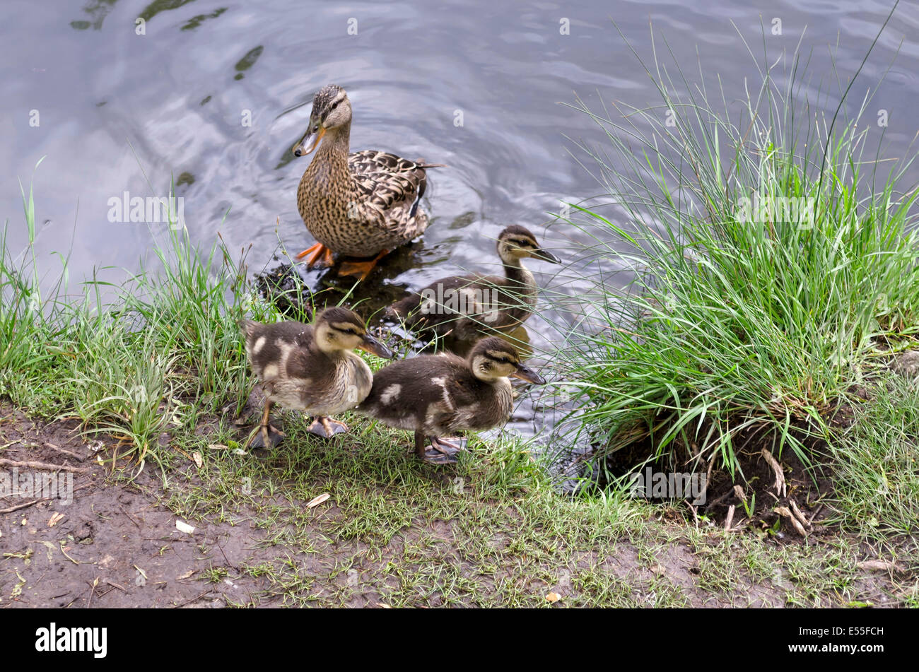 Mallard Enten und Küken Schönheitsschlaf am Teich Stockfoto