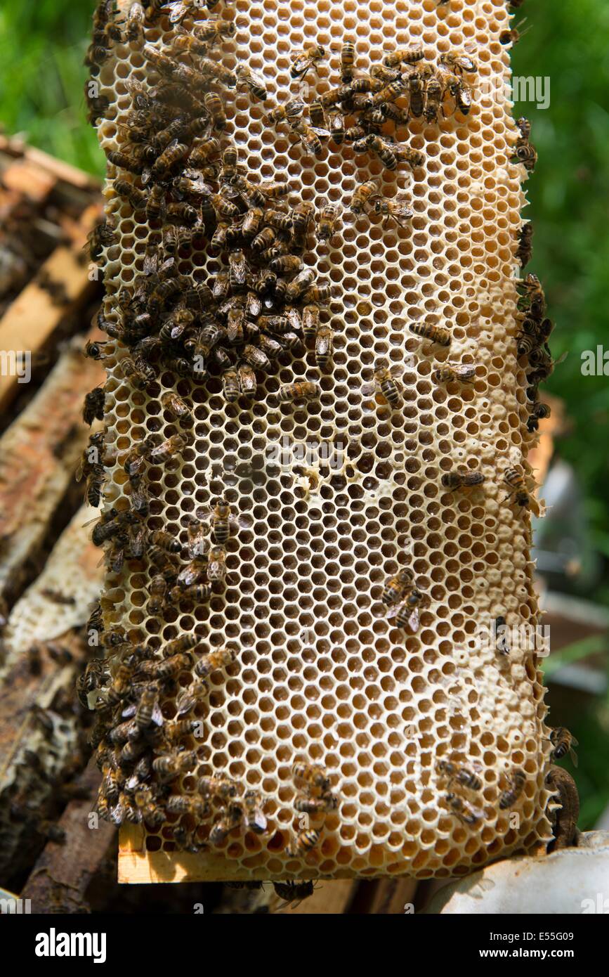 Bienenzucht, Arbeitsbienen (Weibchen) und Bienenstock Rahmen mit verdeckelten Zellen. Stockfoto