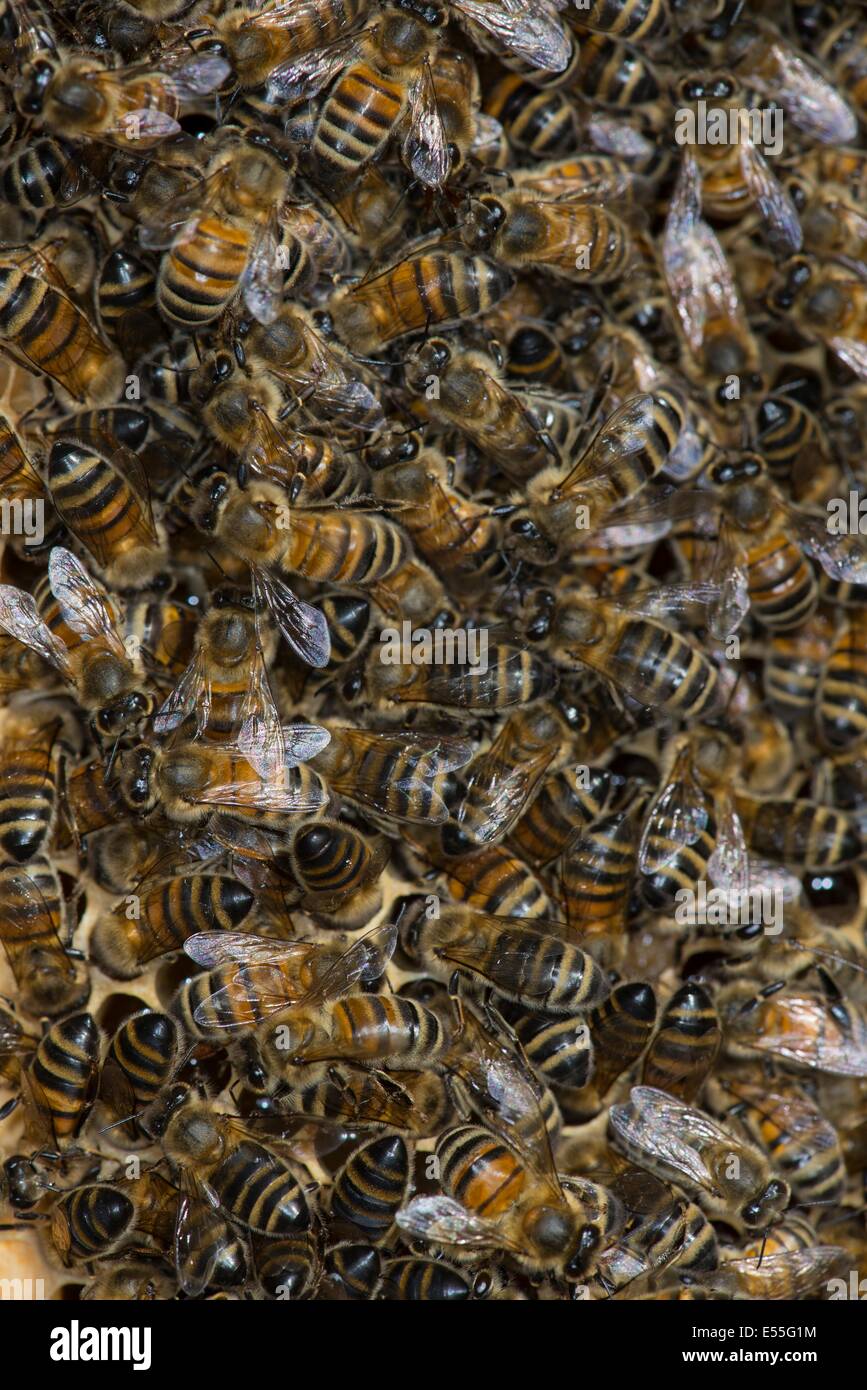Bienenzucht, Arbeitsbienen (Weibchen) ernähren sich von Honig in den Zellen. Stockfoto