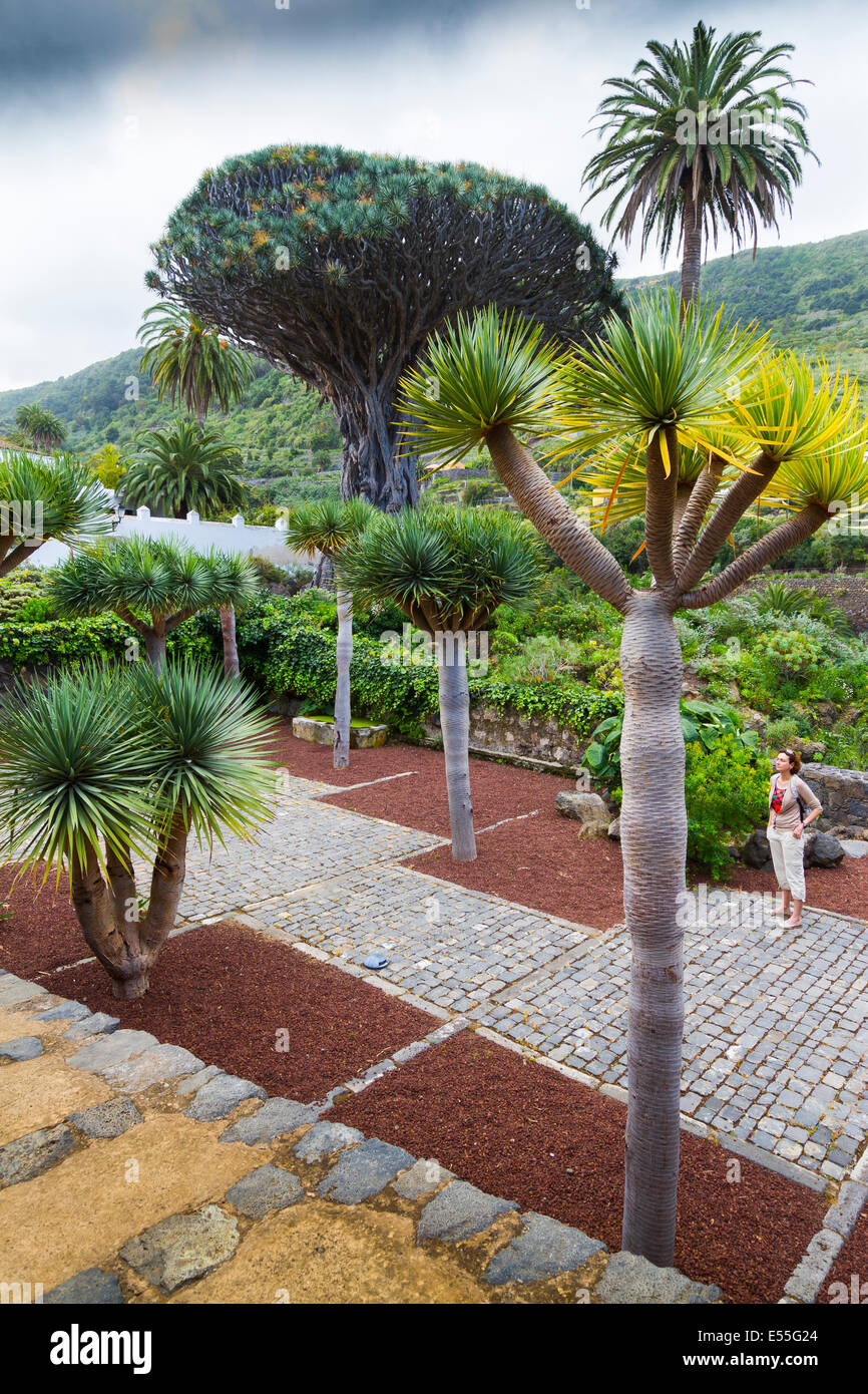 Drachenbaum (Dracaena Draco). Icod de Los Vinos. Teneriffa, Kanarische Inseln, Spanien, Europa. Stockfoto