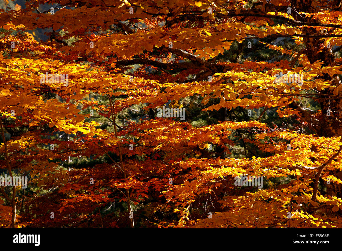 Schönen Farben des Herbstes, in der Nähe von Vovousa Dorf, Region Ost Zagori, Ioannina, Epirus, Griechenland Stockfoto