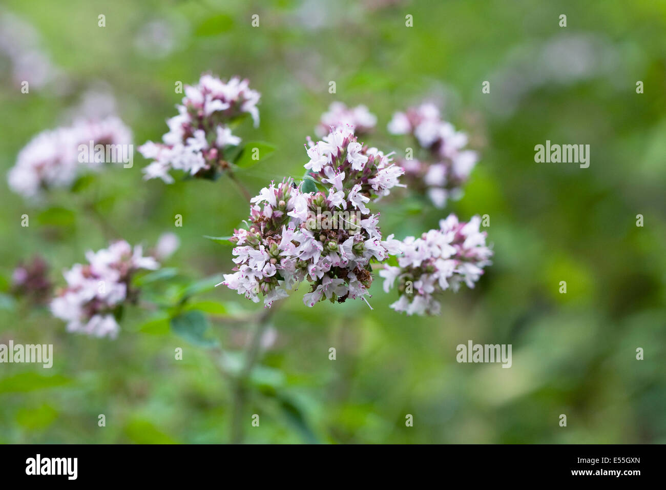 Origanum laevigatum herrenhausen -Fotos und -Bildmaterial in hoher