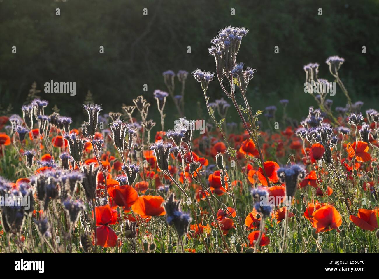Spiel Cover Landzunge von Phacelia Tanacetifolia und Papaver Rhoeas - gemeinsame Poppy Poppy Field Stockfoto