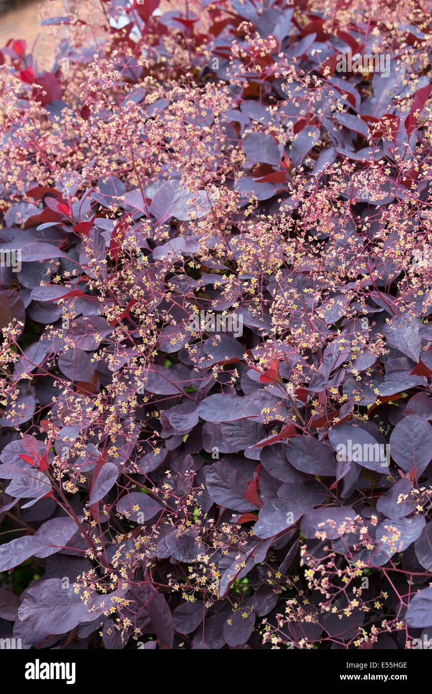 Cotinus Coggygria in Blüte, Norfolk, England, Juni. Stockfoto