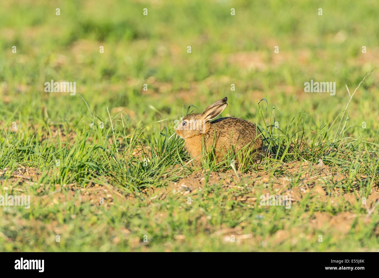 Feldhase (Lepus Europaeus), braune Hare, Leveret auf Grünland, England, Juli. Stockfoto