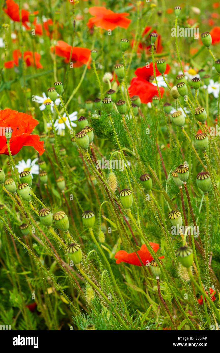 Gemeinsamen Mohn, Papaver Rhoeas, Samenköpfe, England, Juni. Stockfoto